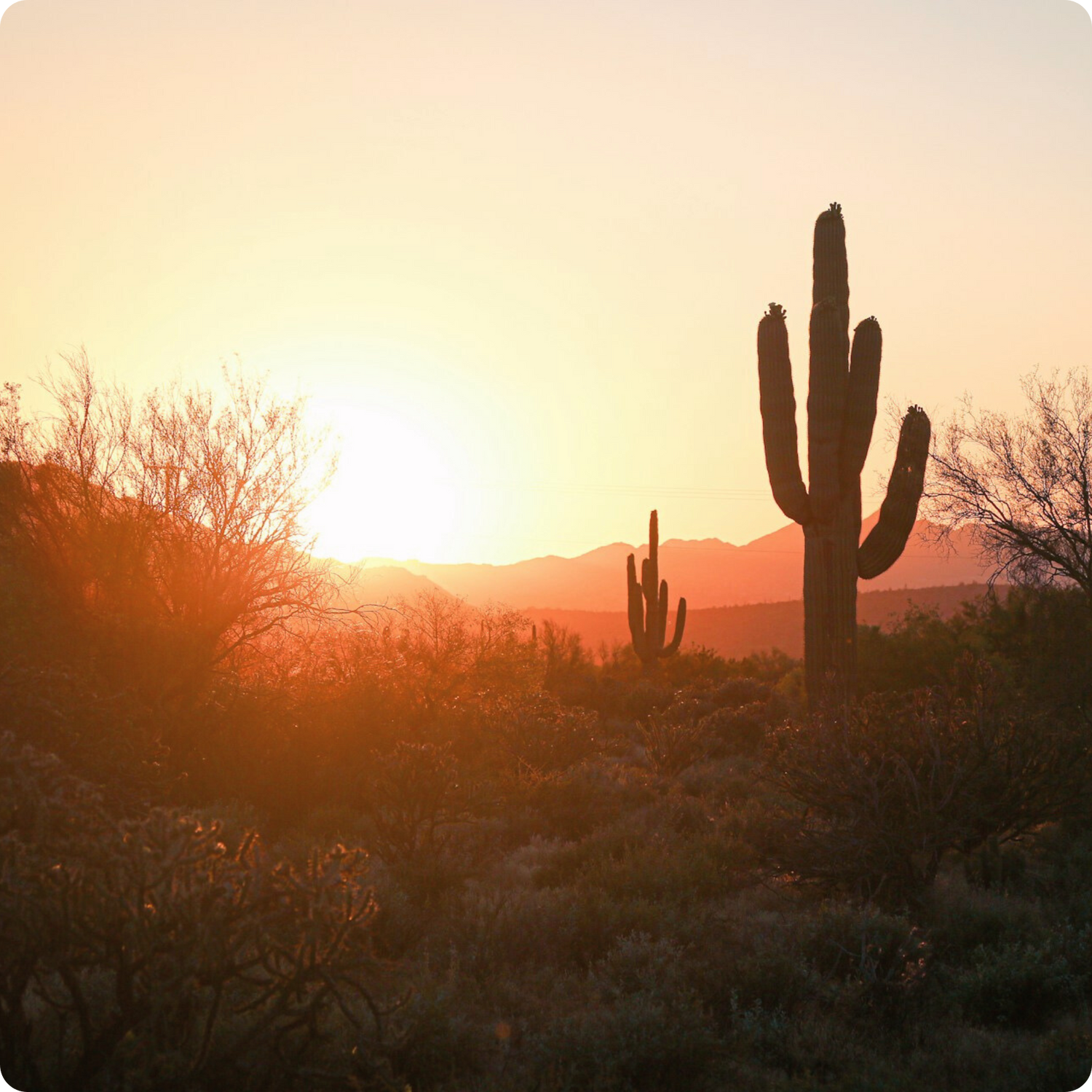 Where to Play Pickleball in Phoenix in 2025.